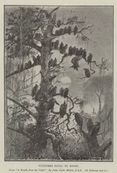 Buitres yendo a dormir